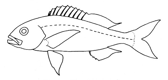 Representative of the Lutjanidae family (Gosline & Brock, 1960, fig.123)